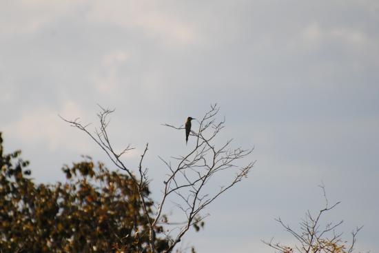 Bee eater