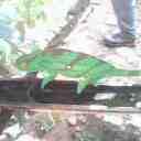 IMG0316A_Old1