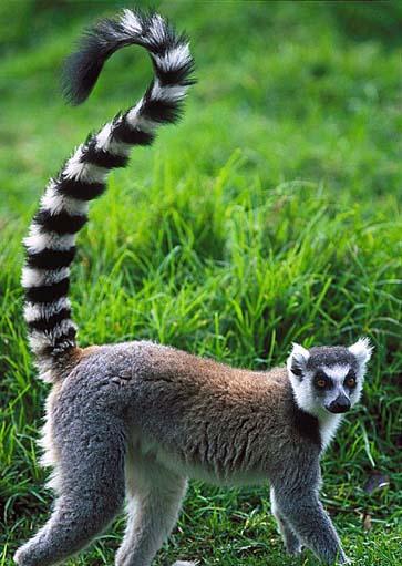 ringtailed lemur